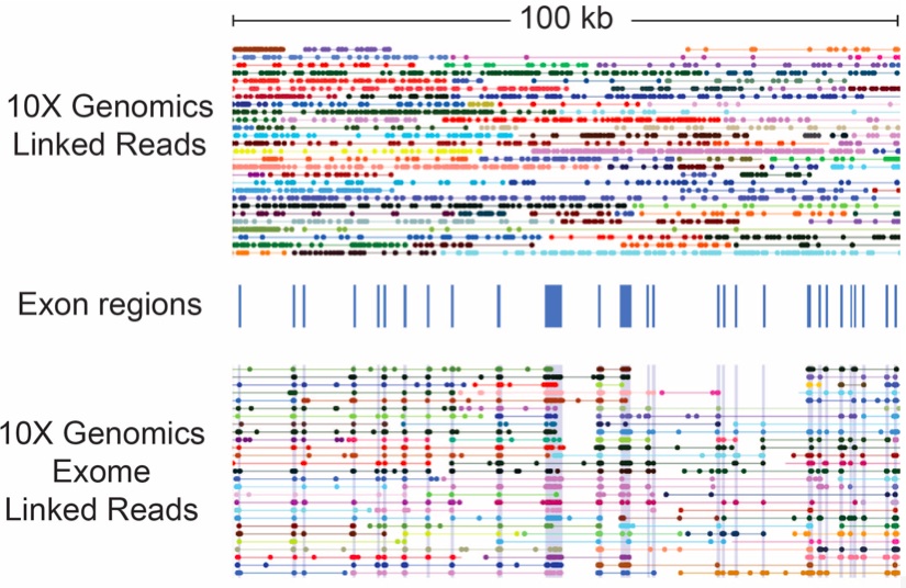 WGS or WES 10X linked reads