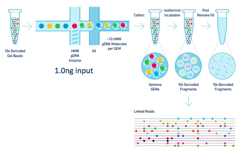 10X Genomics