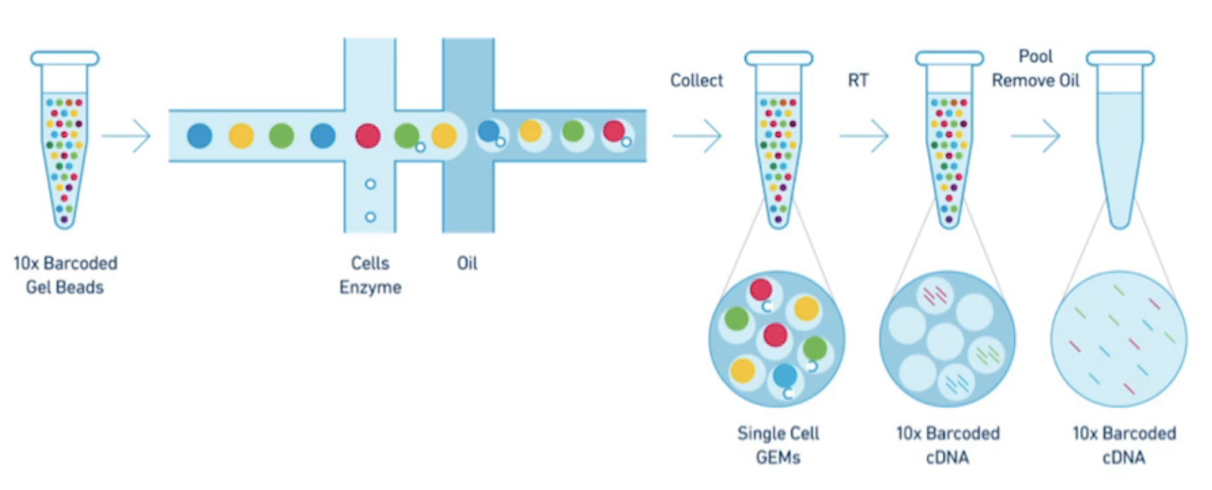 Single cell RNAseq overview